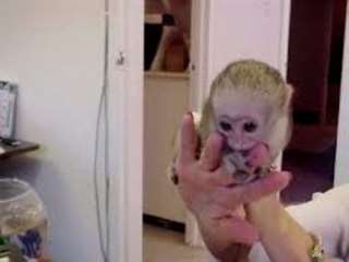 MAGNIFIQUE BB SINGE A DONNER