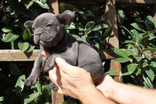 bouledogue français