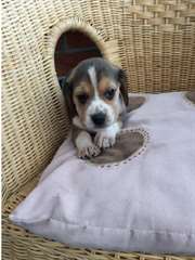 Chiots Beagle