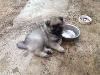 chiots keeshond