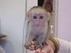 JE DONNE ADORABLE SINGE CAPUCIN FEMELLE - photo 1