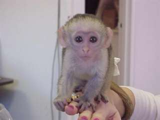 JE DONNE ADORABLE SINGE CAPUCIN FEMELLE