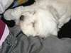 Particulier donne Bichon maltais femelle - photo 2