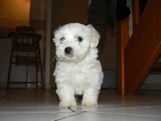 Particulier donne Bichon maltais femelle
