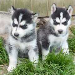 Chiots husky de Sibérie disponibles pour adoption