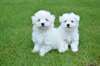 Superbe chiot bichon maltais LOF à donner - photo 1