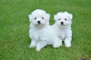 Superbe chiot bichon maltais LOF à donner