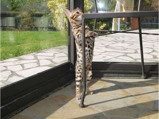 Magnifique chaton femelle bengal a rosette