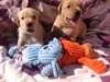 Bonjour. Vous cherchez un petit chiot Labrador - photo 1