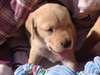 Bonjour. Vous cherchez un petit chiot Labrador - photo 2