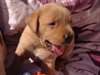 Bonjour. Vous cherchez un petit chiot Labrador - photo 3