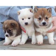 Des sublimes chiots akita-inu très bien éduques