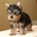 Chiots Yorkshire Terrier Pure Race Mâle et Femelle - photo 1