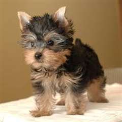 Chiots Yorkshire Terrier Pure Race Mâle et Femelle