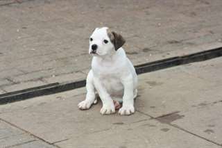 bouledogue américain
