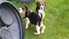 Chiot basset hound - photo 1