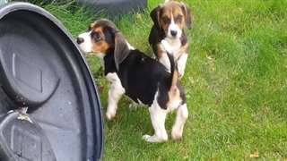 Chiot basset hound