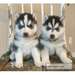 Nous avons 2 chiots Siberian Husky à vendre - photo 1