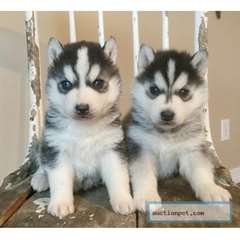Nous avons 2 chiots Siberian Husky à vendre