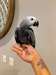 Parole de perroquets gris africain &#224; vendre - photo 2