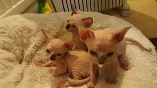 Trois chatons Don Sphynx &#224; vendre