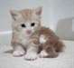 Magnifiques chatons Maine coon - photo 1