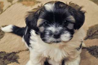 Adorables chiots de bichon havanaisa vendre.