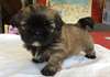 Adorable Chiot shih-tzu a donner pour Noel - photo 1