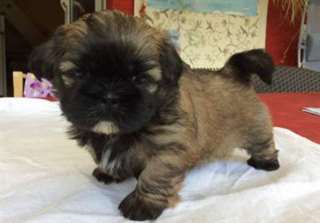 Adorable Chiot shih-tzu a donner pour Noel