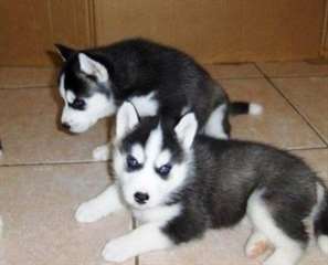 Magnifiques Chiots siberien husky disponibles