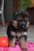 chiots berger allemand male et femelle - photo 1