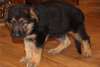 chiots berger allemand male et femelle - photo 2