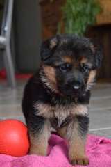 chiots berger allemand male et femelle