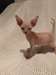chatons sphinx a donner - photo 1