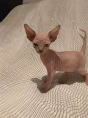 chatons sphinx a donner