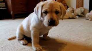 Je vous propose deux chiots Labrador pour adoption