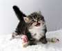 chatons siberien neva masquerade disponible a don - photo 1