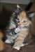 chatons siberien neva masquerade disponible a don - photo 3