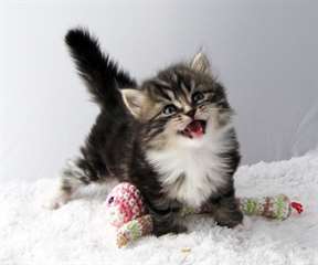 chatons siberien neva masquerade disponible a don