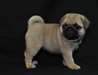 chiots carlin pour adoption - photo 1