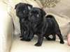 chiots carlin pour adoption - photo 2