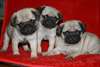 chiots carlin pour adoption - photo 3