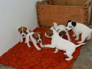 Je donne chiots jack russell