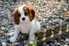 Chiot type cavalier king charles - photo 1
