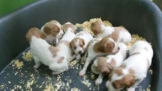 Chiots épagneul breton