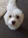 A donner bichon maltais pour noël - photo 1