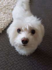 A donner bichon maltais pour noël