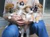 Adorable Shiba inu a vendre - photo 1
