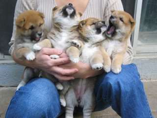 Adorable Shiba inu a vendre