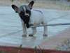 A donner Chiot bouledogue français NON LOF femelle - photo 1